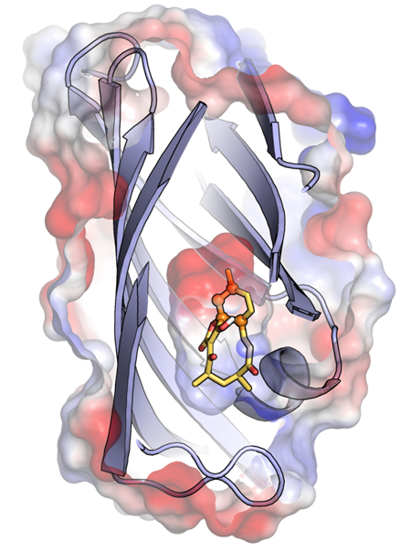 Computationally predicted model of enzyme AbyU. Diels-Alderase catalysed [4+2] cycloaddition. Byrne MJ, Lees NR, Han LC, Van Der Kamp MW, Mulholland AJ, Stach JEM et al. The Catalytic Mechanism of a Natural Diels-Alderase Revealed in Molecular Detail. Journal of the American Chemical Society. 2016 May 18;138(19):6095-6098. Available from DOI: 10.1021/jacs.6b00232
